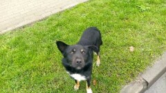 Poszukiwany właściciel psa