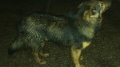 Poszukiwany właściciel lub osoba chętna do przygarnięcia psa