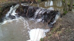 Informacja z wizji terenowych wzdłuż rzek gminnych