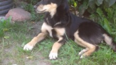  Poszukiwany właściciel lub osoba chętna do przygarnięcia psa