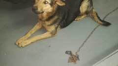 Poszukiwany właściciel psa