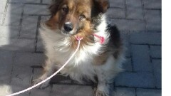  Urząd Miasta i Gminy w Młynarach poszukuje właściciela lub osoby chętnej do przygarnięcia psa widocznego na zdjęciu