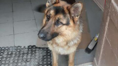  Urząd Miasta i Gminy w Młynarach poszukuje właściciela tego psa lub osoby chętnej do przygarnięcia psa widocznego na zdjęciu