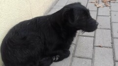 Poszukiwany właściciel lub osoba chętna do przygarnięcia psa