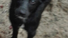 Urząd Miasta i Gminy w Młynarach poszukuje właściciela tego psa lub osoby chętnej do przygarnięcia psa widocznego na zdjęciu