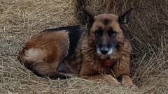 Poszukiwany właściciel psa