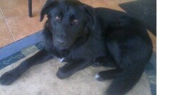 Urząd Miasta i Gminy w Młynarach poszukuje właściciela lub uosoby chętnej do przygarnięcia psa widocznego na zdjęciu