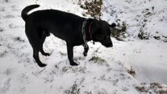 Poszukiwany właściciel lub osoba chętna do przygarnięcia psa