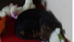 Poszukujemy właściciela lub osoby chętnej do przygarnięcia psa widocznego na zdjęciu