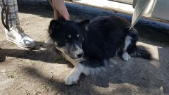 Poszukiwany właściciel psa