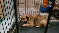 Poszukiwany właściciel psa