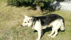 Poszukiwany właściciel lub osoba chętna do przygarnięcia psa