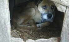 Poszukujemy właściciela lub osoby chętnej do przygarnięcia psa widocznego na zdjęciu