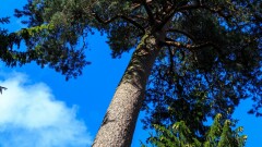 Oddaj głos na "Grubą Kaśkę"!