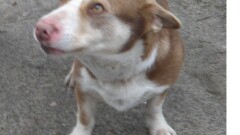   Urząd Miasta i Gminy w Młynarach poszukuje właściciela lub osoby chętnej do przygarnięcia psa widocznego na zdjęciu