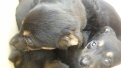 Poszukujemy domu dla porzuconych szczeniąt