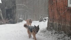 Poszukiwany właściciel psa