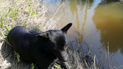 Poszukiwany właściciel lub osoba chętna do przygarnięcia psa