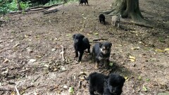  Poszukiwane osoby chętne do przygarnięcia psów