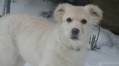 Poszukiwany właściciel lub osoba chętna do przygarnięcia psa