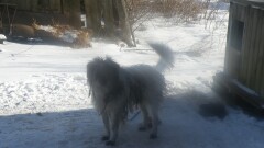 Poszukiwana osoba chętna do przygarnięcia psa