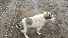 Poszukiwany właściciel lub osoba chętna do przygarnięcia psa