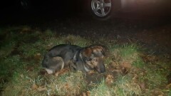 Poszukiwany właściciel psa