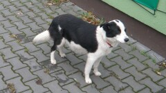 Poszukiwany właściciel psa