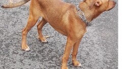 Urząd Miasta i Gminy w Młynarach poszukuje właściciela lub osoby chętnej do przygarnięcia psa widocznego na zdjęciu