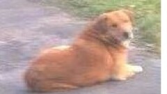 Urząd Miasta i Gminy w Młynarach poszukuje właściciela lub uosoby chętnej do przygarnięcia psa widocznego na zdjęciu