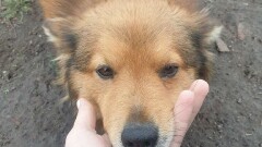 Uwaga! Zaginał pies