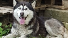 Poszukiwany właściciel lub osoba chętna do przygarnięcia psa