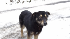 Urząd Miasta i Gminy w Młynarach poszukuje właściciela tego psa lub osoby chętnej do przygarnięcia psa widocznego na zdjęciu