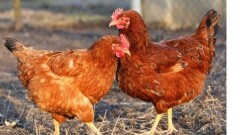 Komunikat Powiatowego Inspektora Weterynarii w Elblągu dotyczący ptasiej grypy