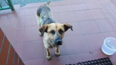 Poszukiwani właściciele lub osoby chętne do przygarnięcia psa