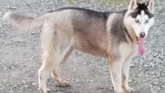 Poszukiwany właściciel psa