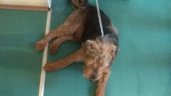 Poszukiwany właściciel psa