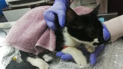 Poszukiwany właściciel potrąconej kotki