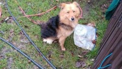 Poszukiwany właściciel psa