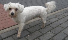 Urząd Miasta i Gminy w Młynarach poszukuje właściciela lub osoby chętnej do przygarnięcia psa widocznego na zdjęciu