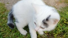 Bezpańskie kocięta czekają na bezpieczny dom