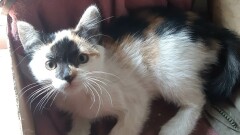 BEZPAŃSKIE KOCIĘTA POTRZEBUJĄ OPIEKUNA.