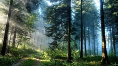 DZIEŃ LEŚNIKA I DRZEWIARZA