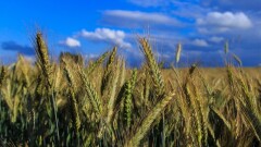 Gminny Turniej Dożynkowy