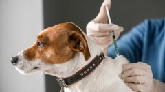 Harmonogram szczepienia psów przeciwko wściekliźnie w Gminie Młynary w 2022 roku.