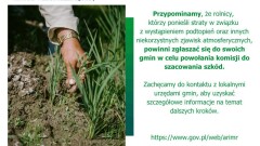 Informacja dotycząca strat w uprawach rolnych
