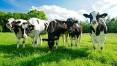 Komunikat Powiatowego Lekarza Weterynarii w Elblągu dotyczący sprzedaży i transportu bydła