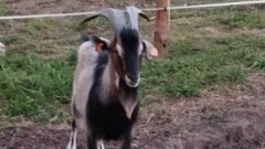 POSZUKIWANY KOZIOŁ RASY ANUBIJSKIEJ