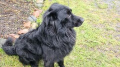 Poszukiwany właściciel psa.