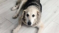 Prosimy o pomoc w odnalezieniu psa!